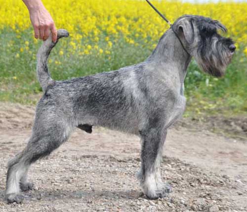 Bumle pup