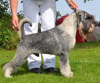 Qaspar pup 1