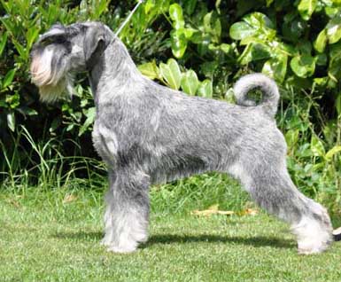 Turi pup2